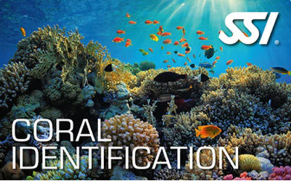 SSI Coral Identification diver