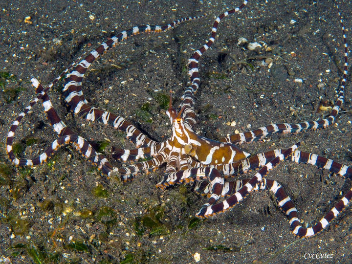 Octopus are some of marine animals you will see underneath Swansea Bridge when you dive with dive swansea